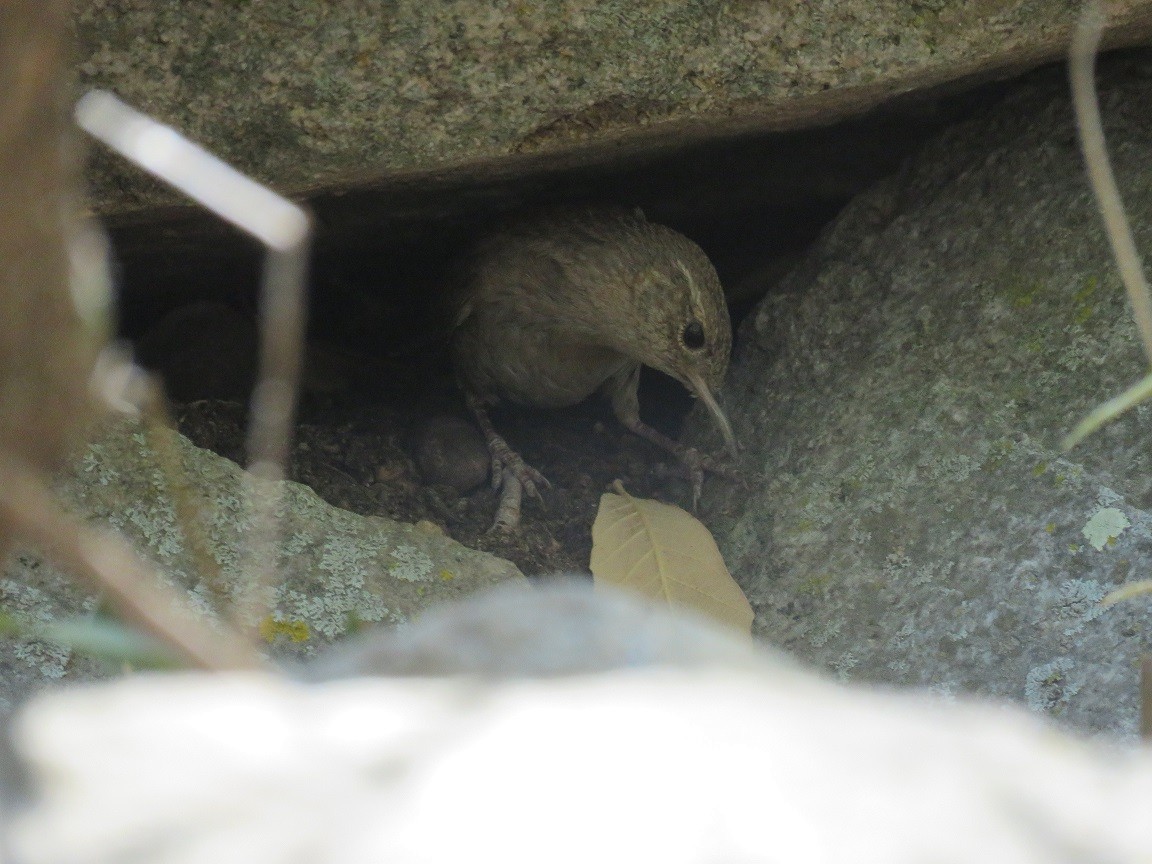 House Wren - Anne (Webster) Leight