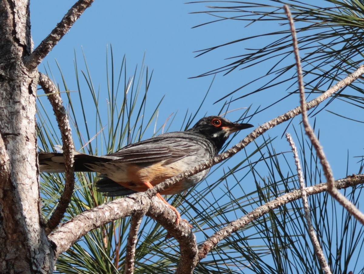 Red-legged Thrush (Cuban) - Joan Baker