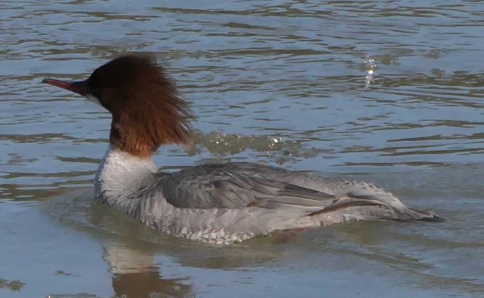 Common Merganser - Johanne Weber