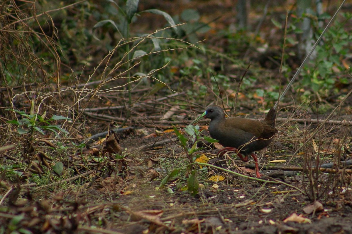 Plumbeous Rail - Vicente Avilés