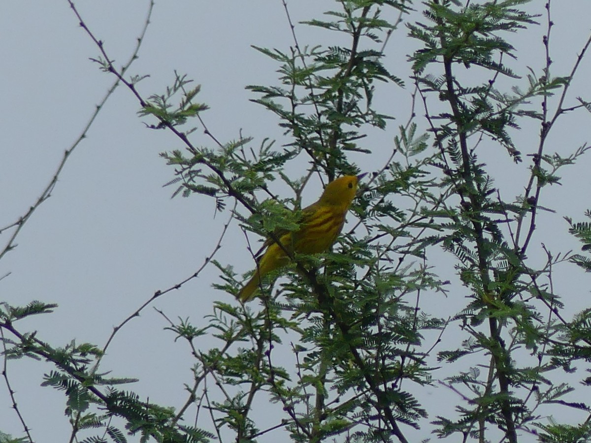 Yellow Warbler (Northern) - ML618381997