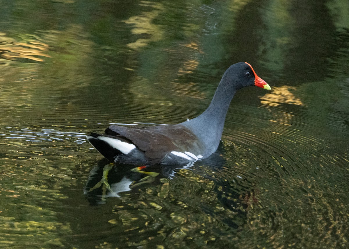 Common Gallinule (American) - Silvia Faustino Linhares