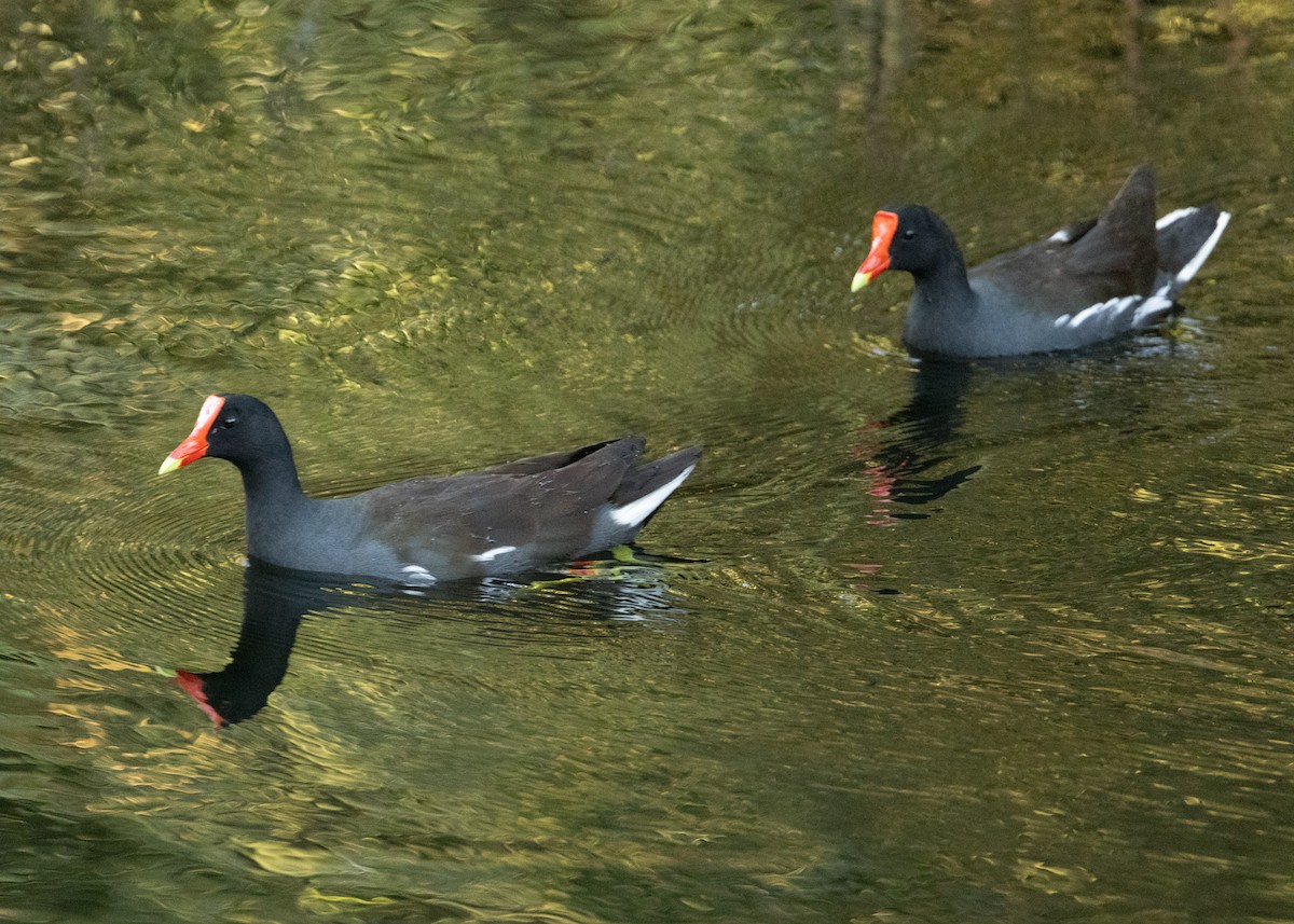 Common Gallinule (American) - Silvia Faustino Linhares