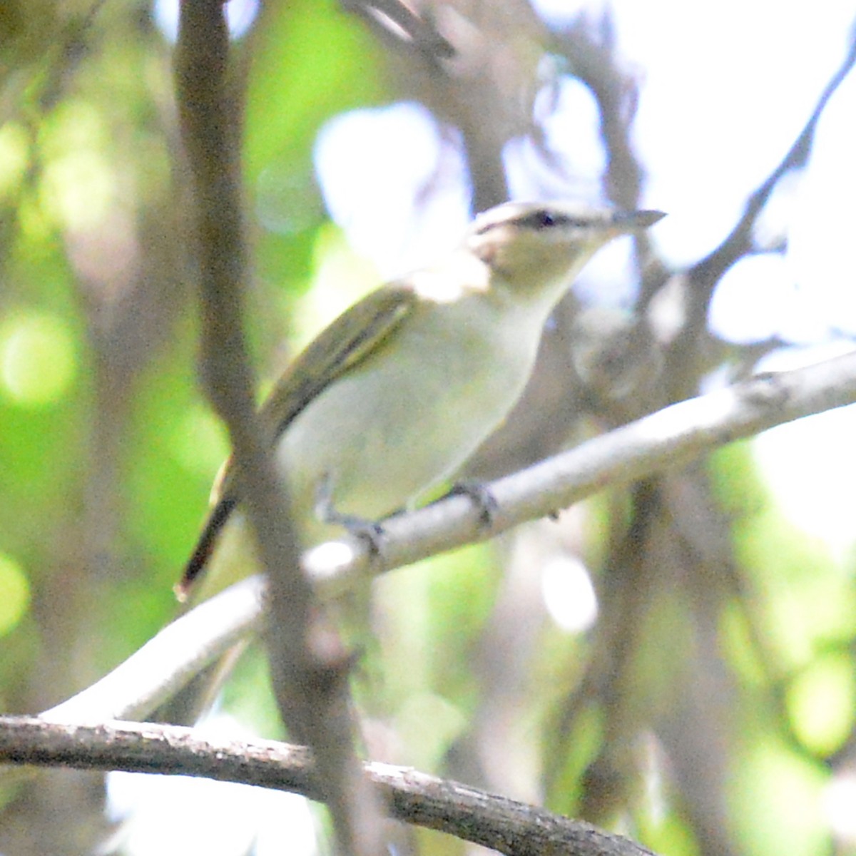Red-eyed Vireo - T Reed