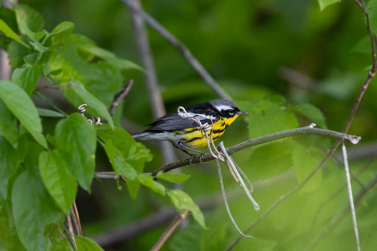 Magnolia Warbler - Amy Rangel