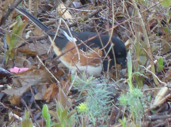 Eastern Towhee - ML618382079