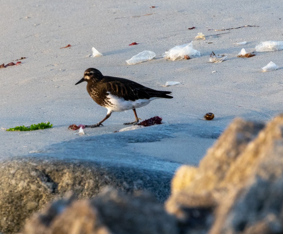 Black Turnstone - Rich White