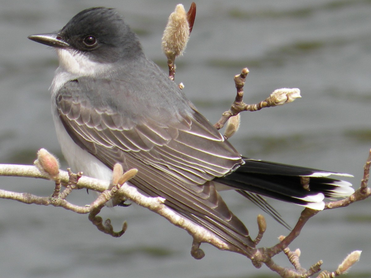 Eastern Kingbird - justin  burke