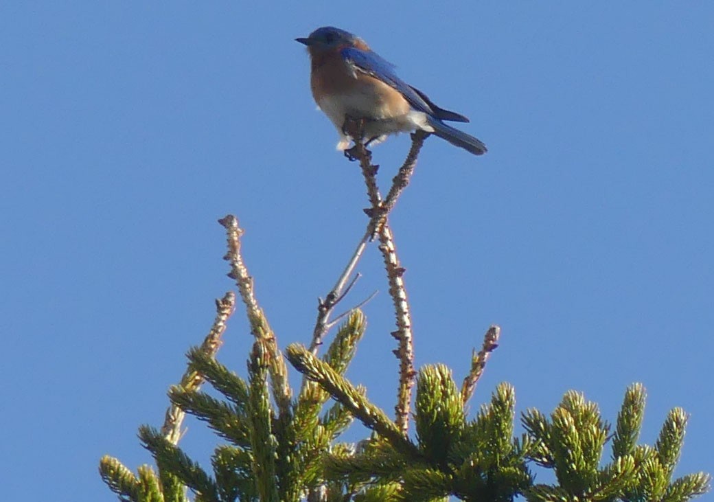 Eastern Bluebird - Sharon Fitzgerald