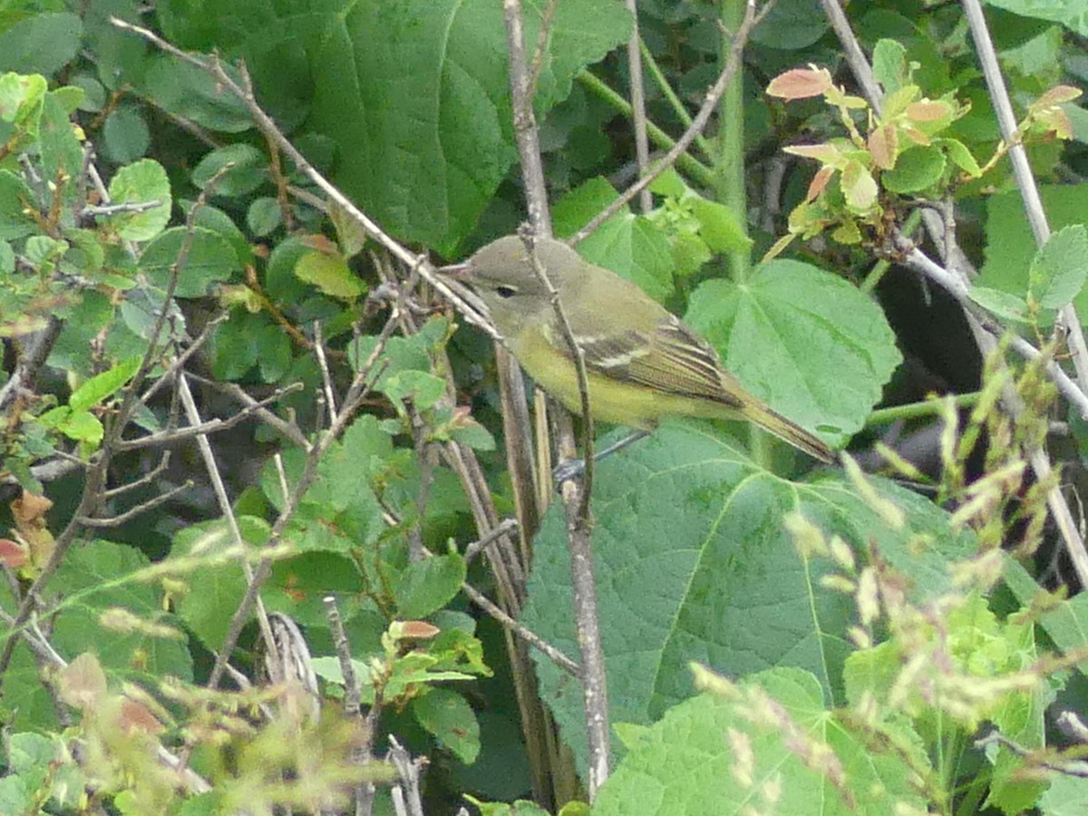 Bell's Vireo - ML618382113