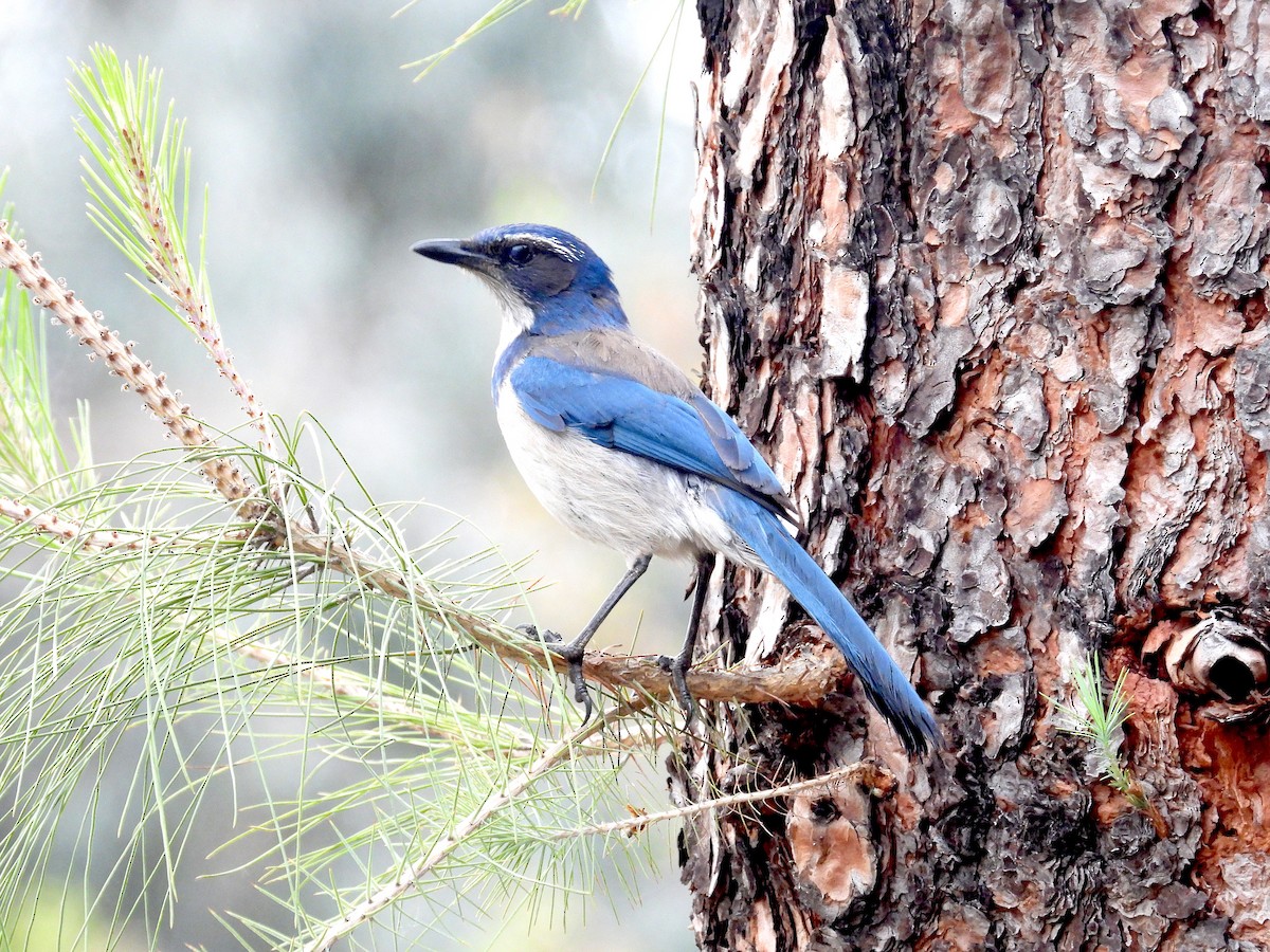 California Scrub-Jay - ML618382176