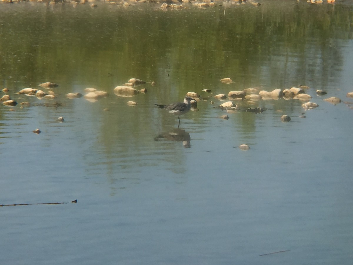 Mouette atricille - ML618382180