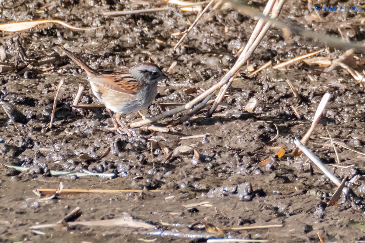 Swamp Sparrow - ML618382189