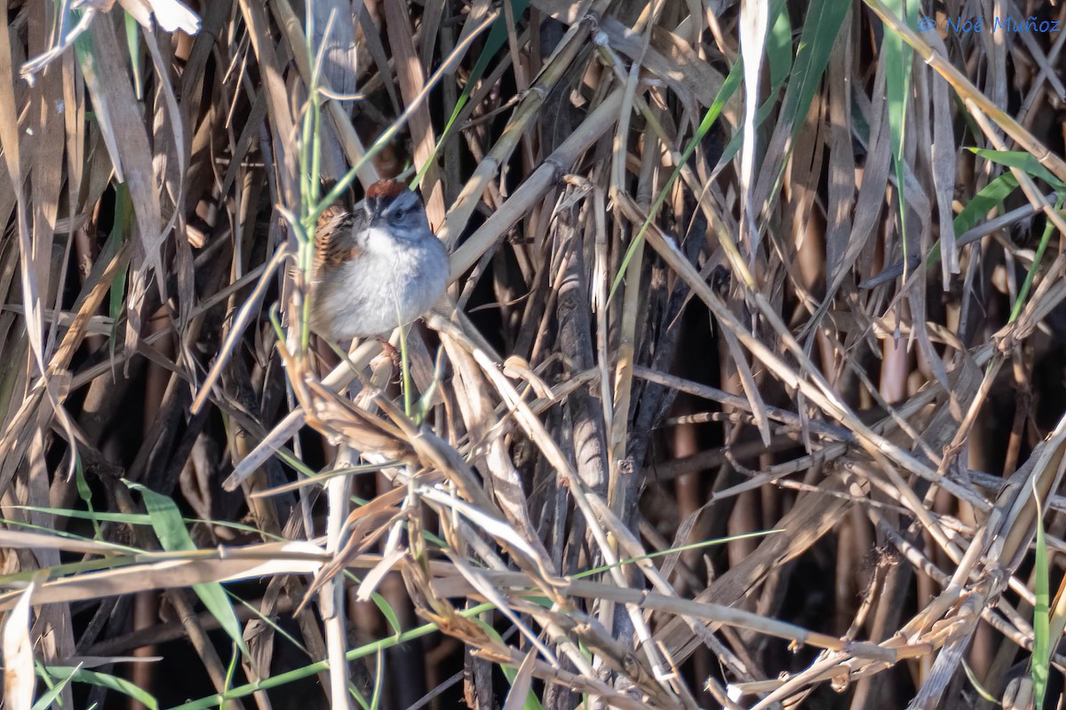 Swamp Sparrow - ML618382191