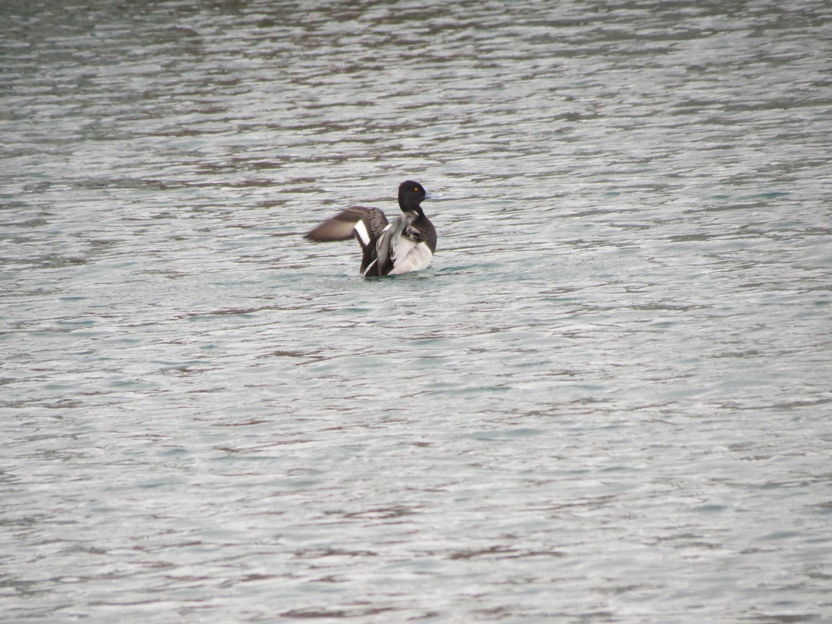 Lesser Scaup - Sam Holcomb