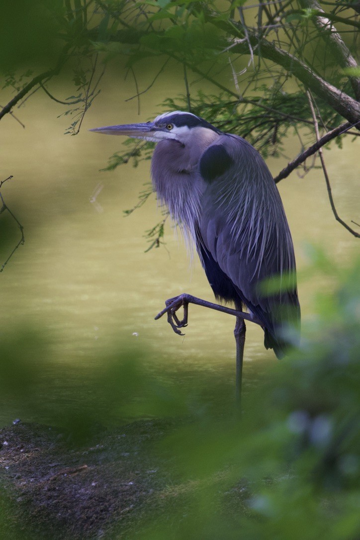 Great Blue Heron - Bruce Fleischer