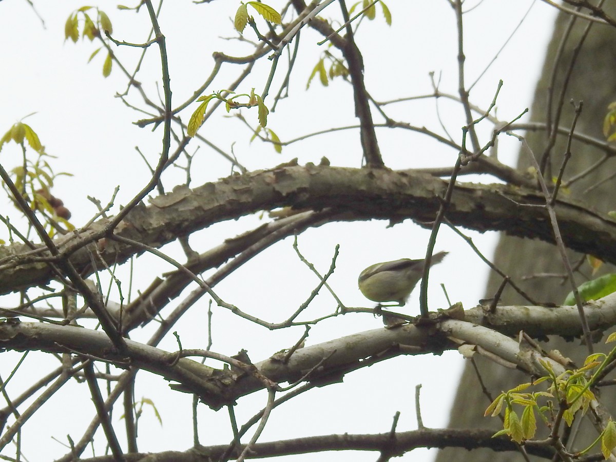 Brewster's Warbler (hybrid) - ML618382273