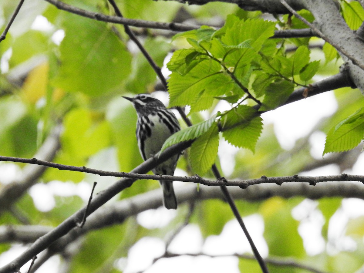Black-and-white Warbler - ML618382288