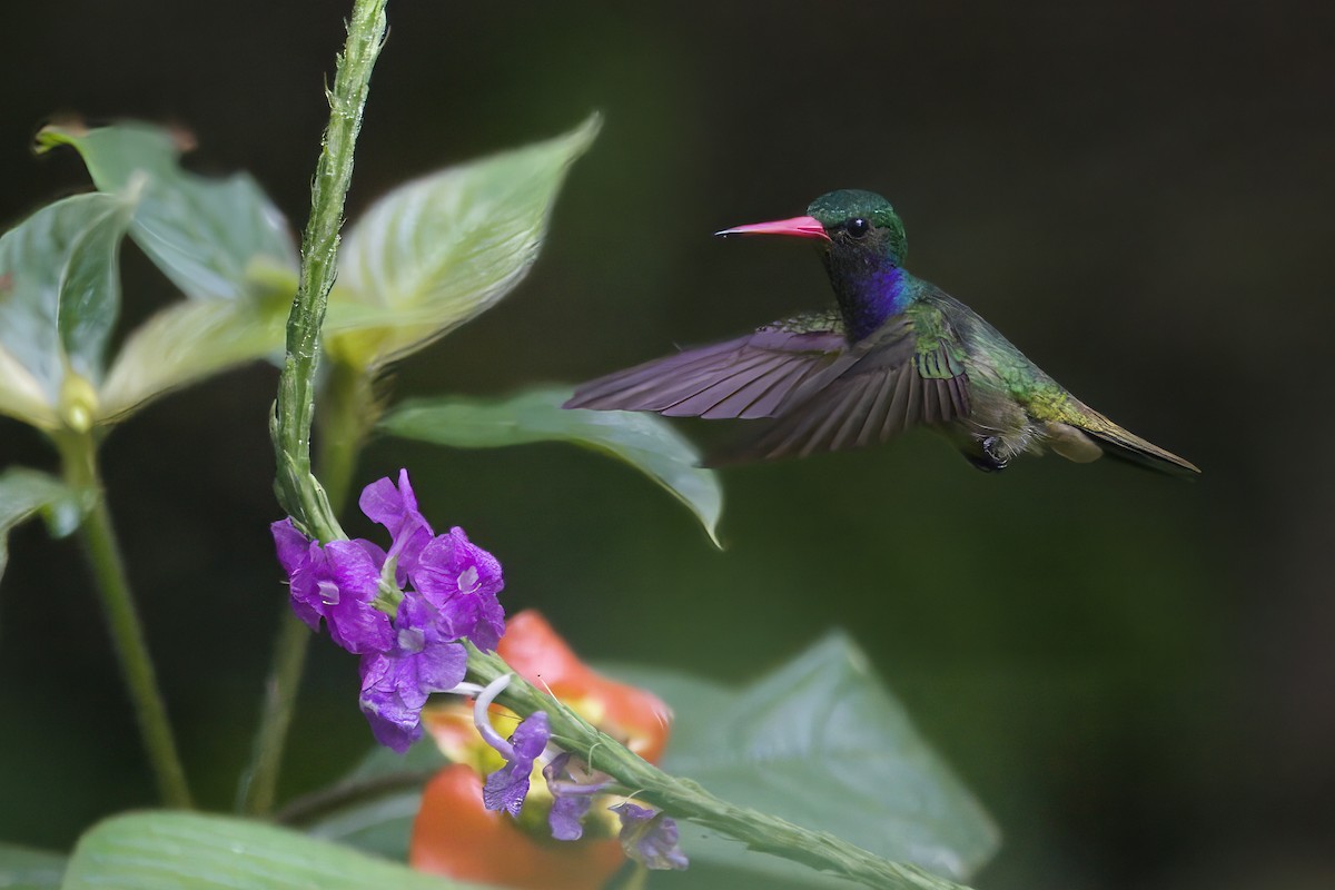 Blue-throated Goldentail - ML618382293