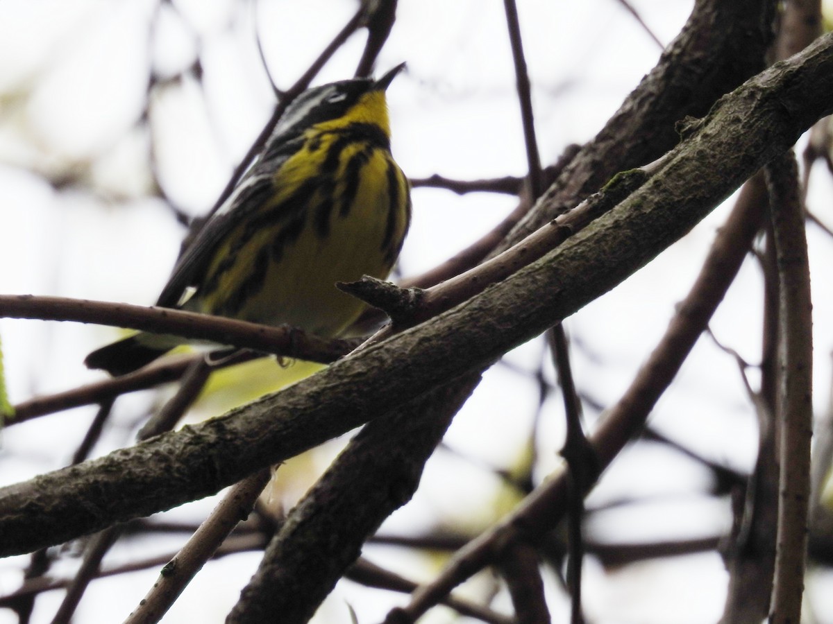 Magnolia Warbler - ML618382306