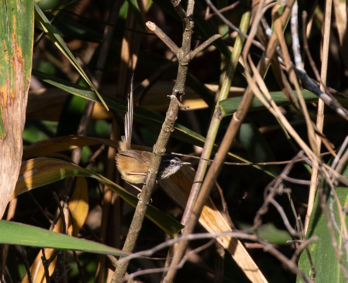 Hill Prinia - Daniel Gornall