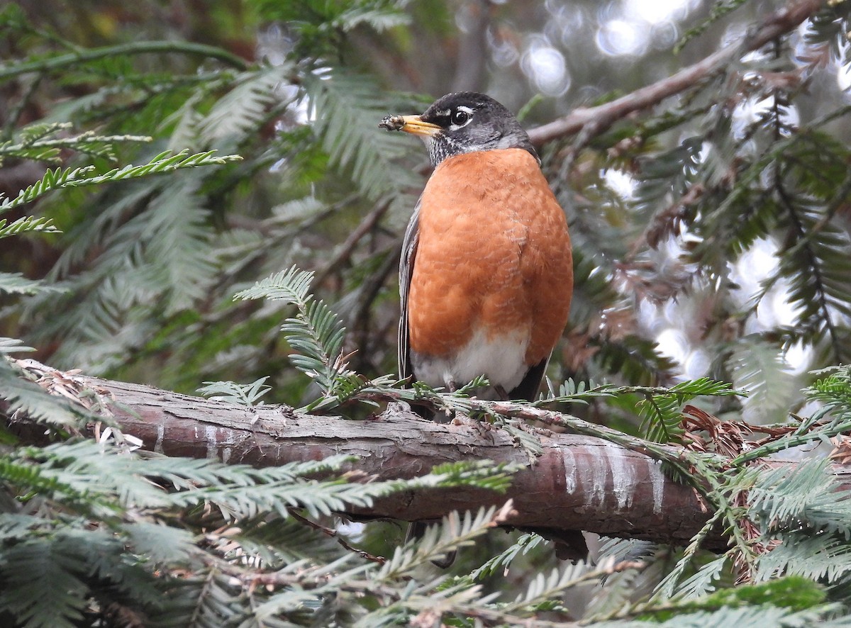 American Robin - ML618382323