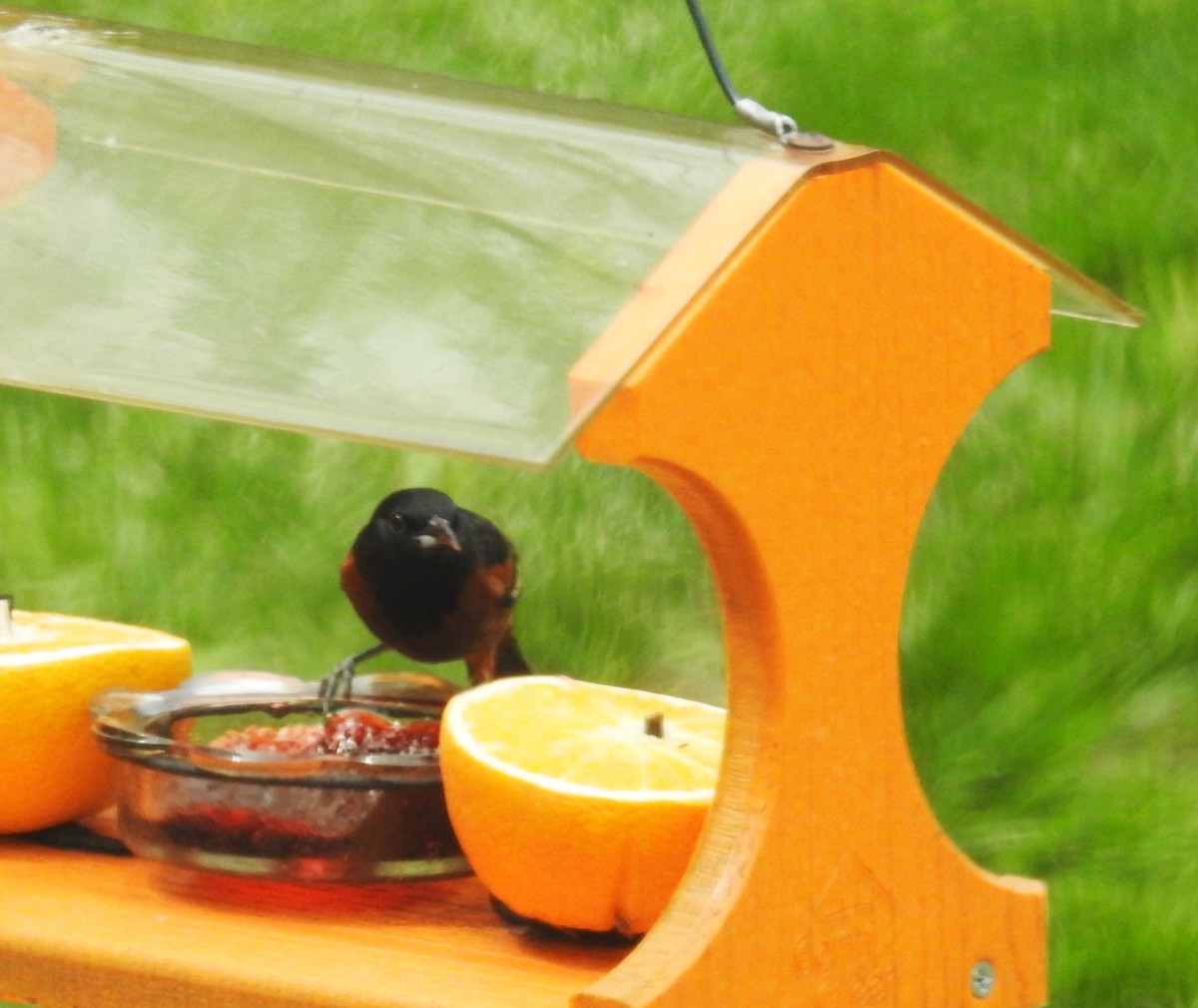 Orchard Oriole - ML618382329