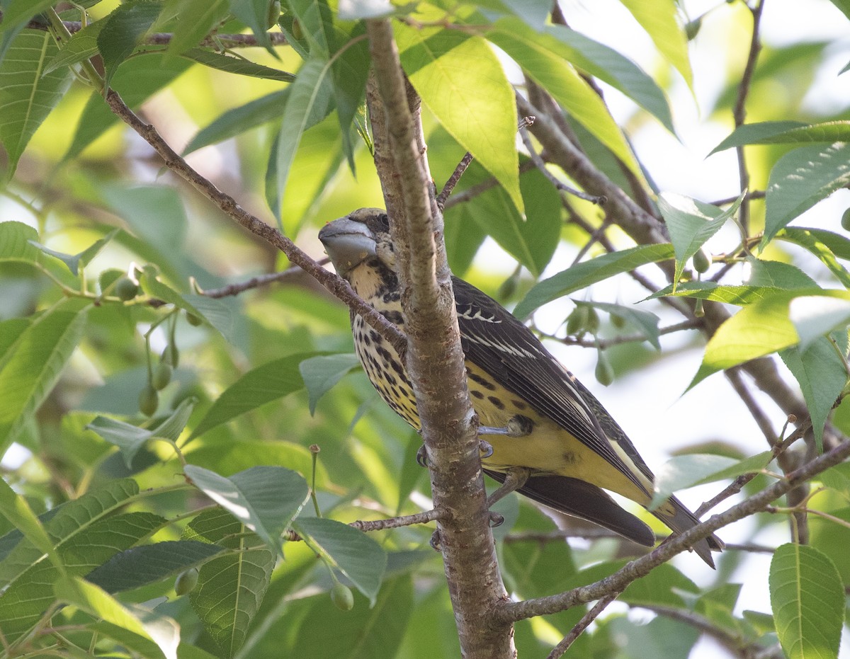 Spot-winged Grosbeak - ML618382387