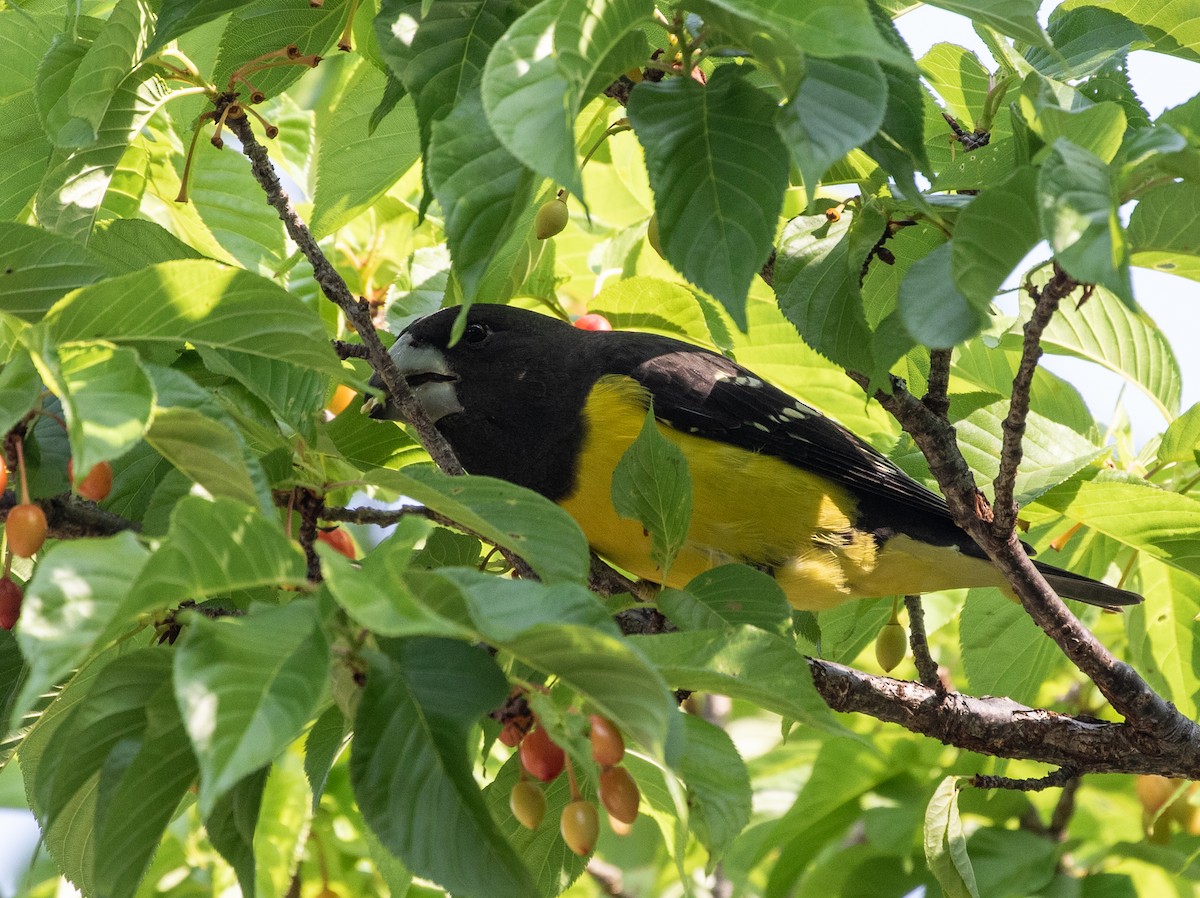 Spot-winged Grosbeak - ML618382388