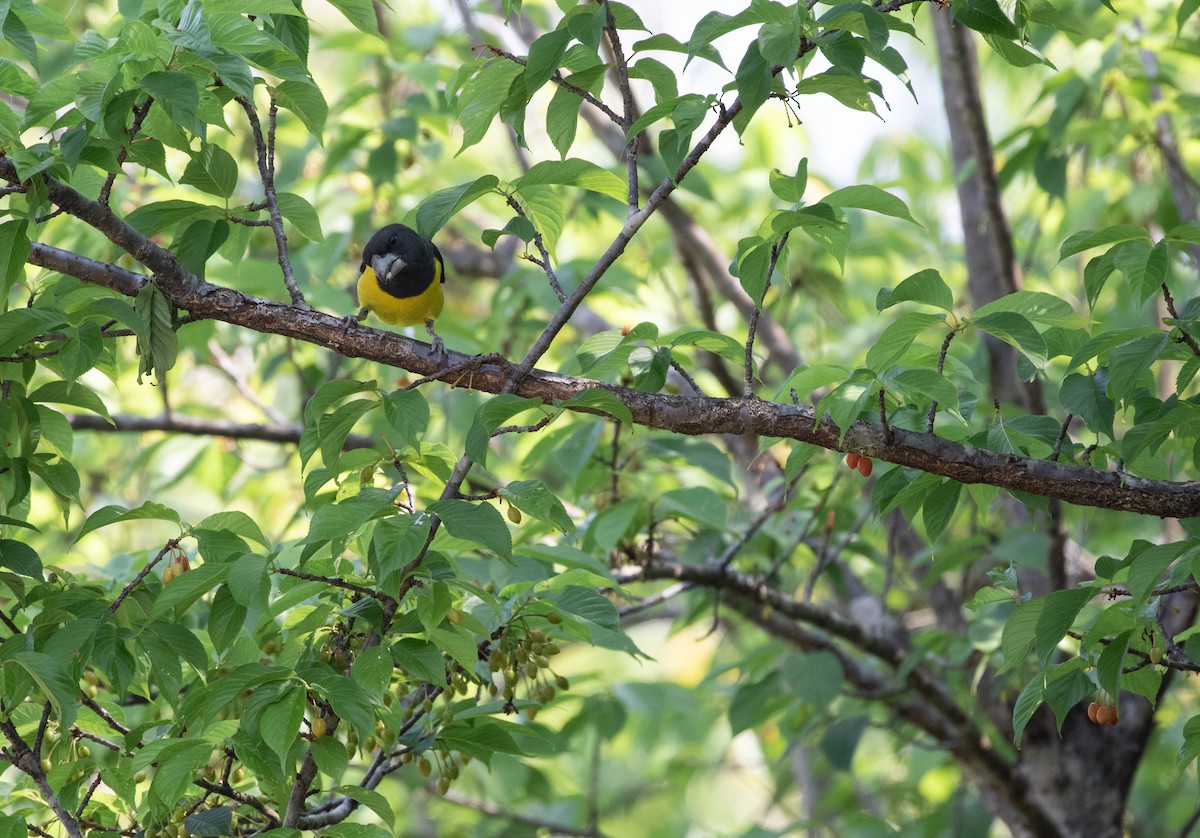 Spot-winged Grosbeak - ML618382390