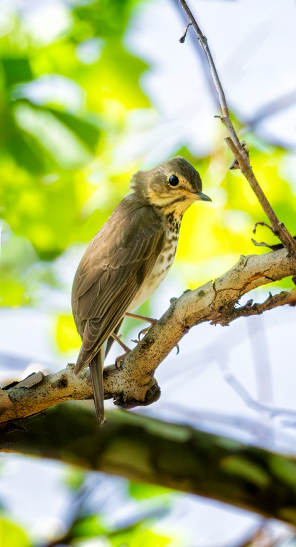 Swainson's Thrush - ML618382403