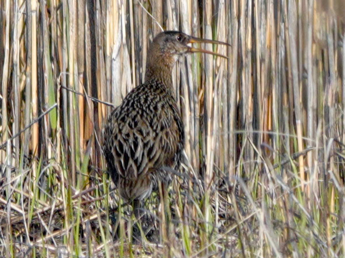 Clapper Rail - ML618382418