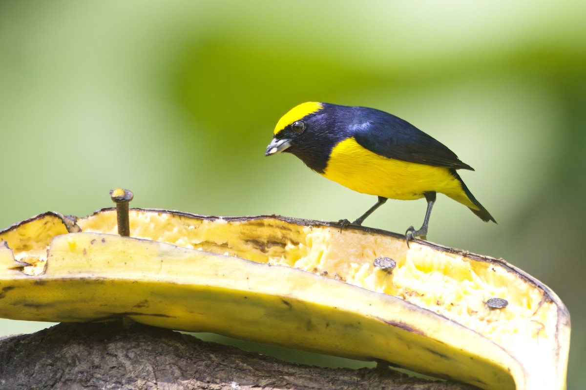 Yellow-crowned Euphonia - ML618382421