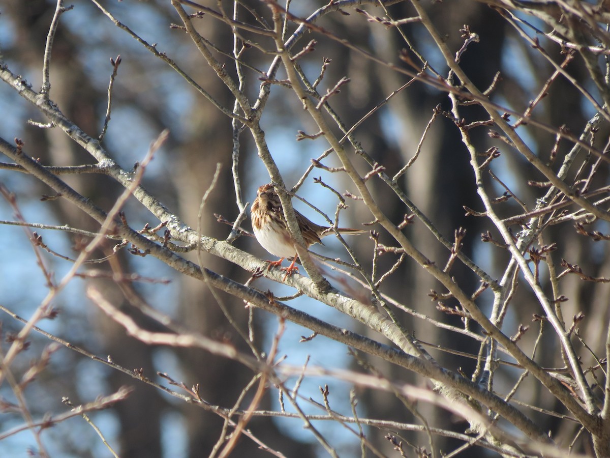 Song Sparrow - Sam Holcomb