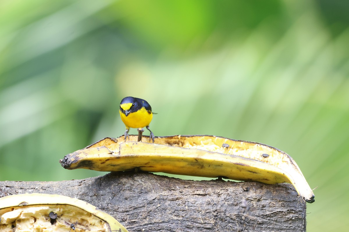 Yellow-throated Euphonia - ML618382435