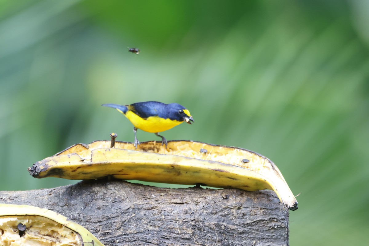 Yellow-throated Euphonia - ML618382436