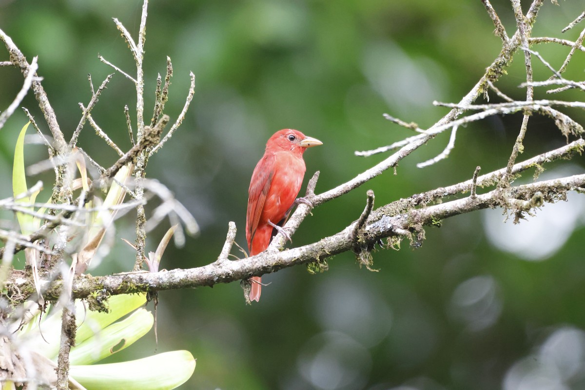 Summer Tanager - ML618382456