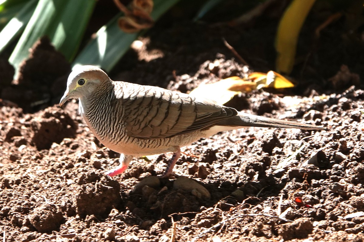 Zebra Dove - Karen Thompson