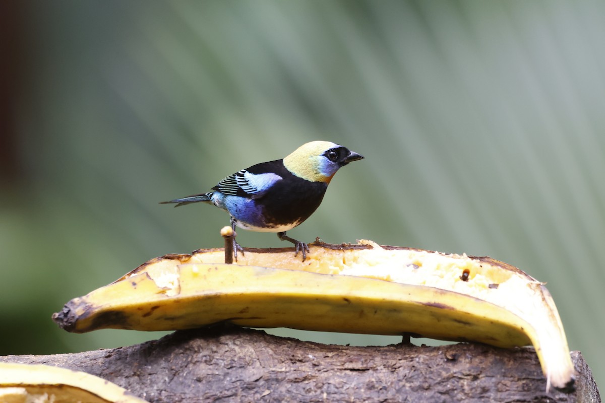 Golden-hooded Tanager - ML618382489