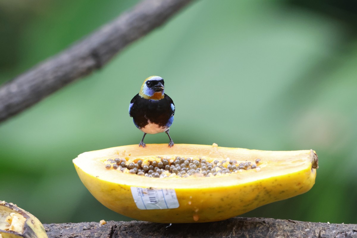 Golden-hooded Tanager - ML618382492