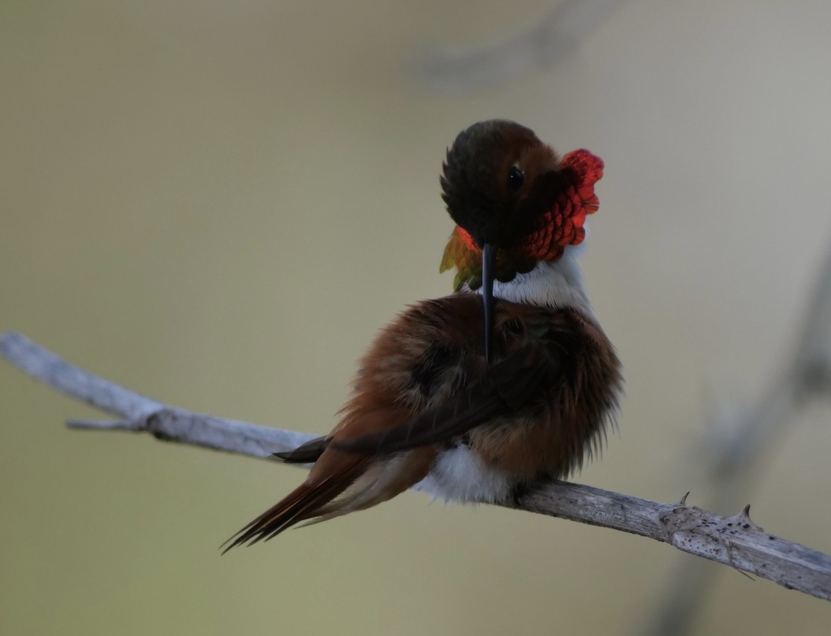 Rufous Hummingbird - Jan Bryant