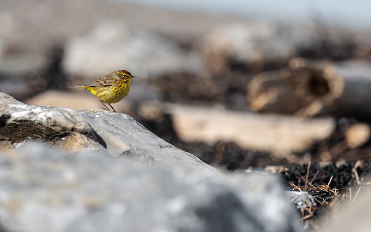 Palm Warbler - Laurent Prévost-Frenette