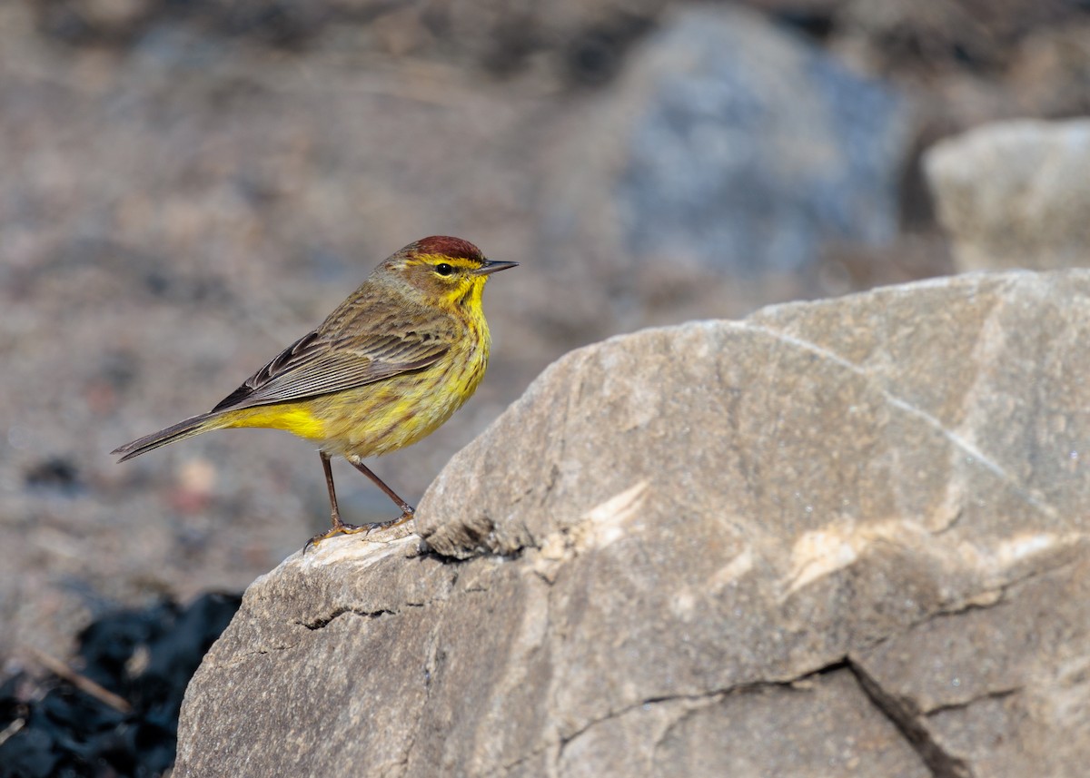 Palm Warbler - ML618382528