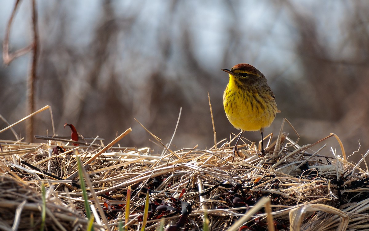 Palm Warbler - ML618382529