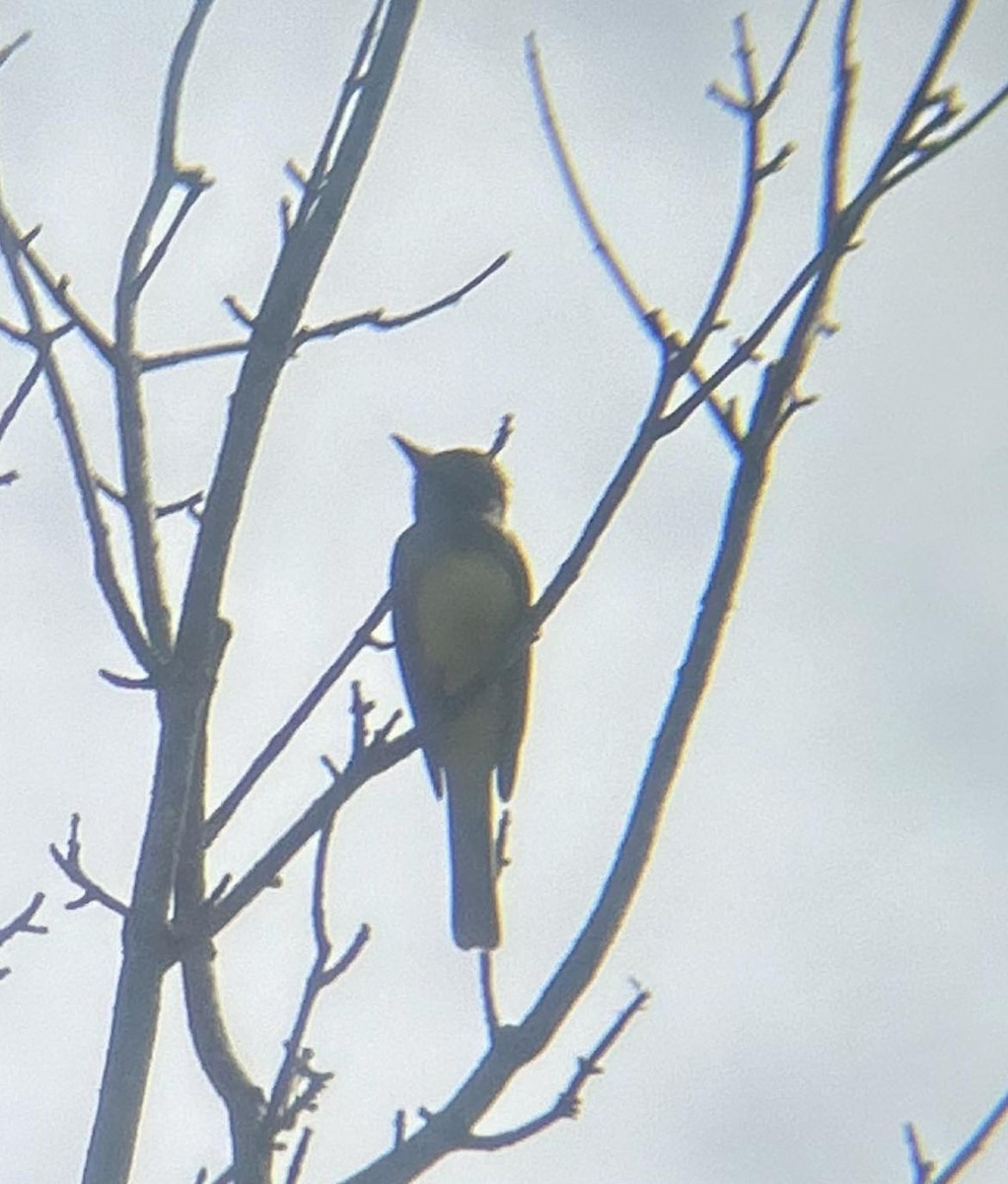 Great Crested Flycatcher - ML618382535