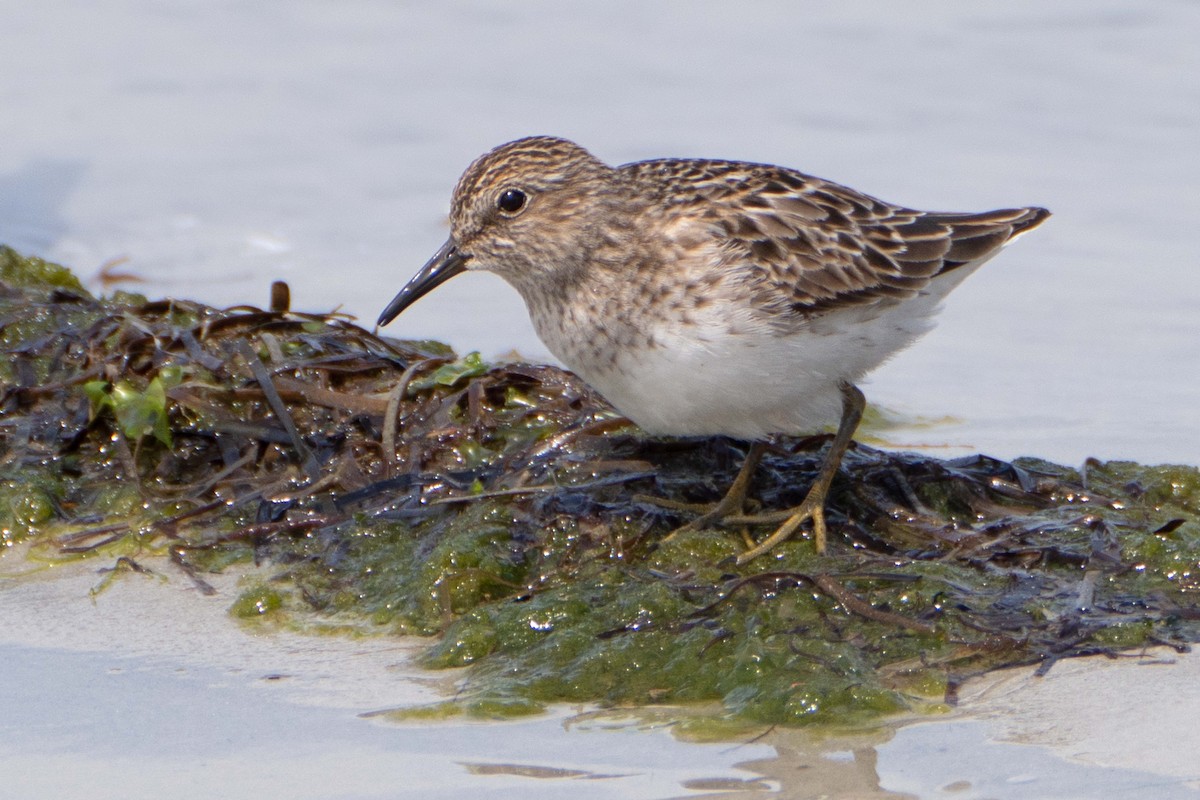 Least Sandpiper - Susan Elliott