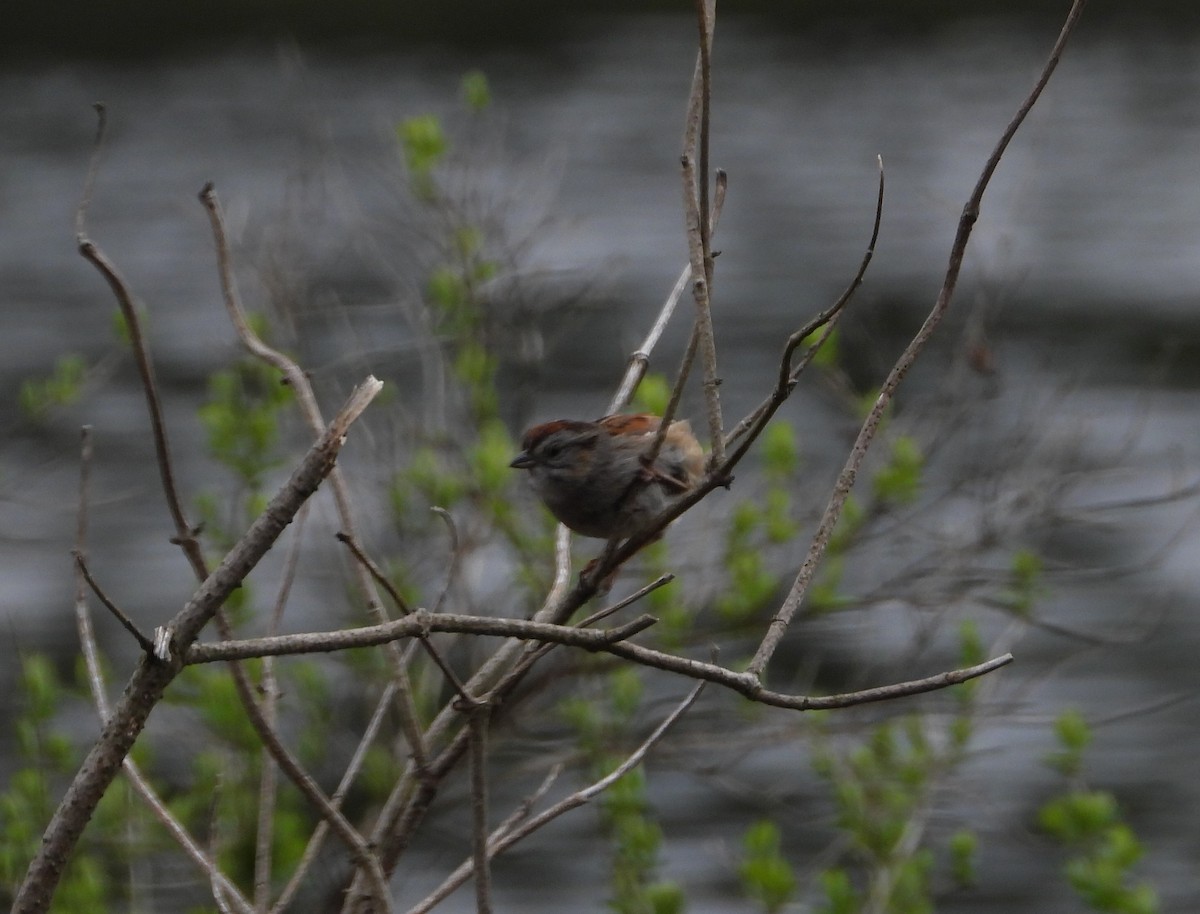Swamp Sparrow - Steve Schuyler