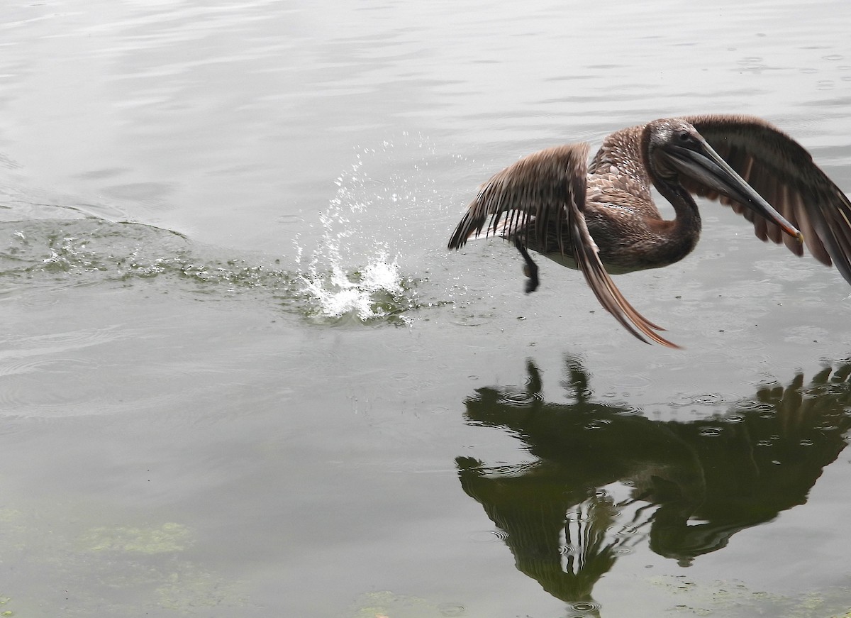 Brown Pelican - ML618382556