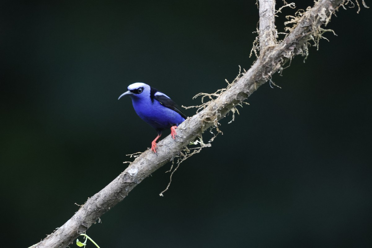 Red-legged Honeycreeper - ML618382563