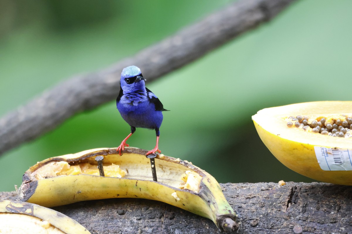 Red-legged Honeycreeper - ML618382564